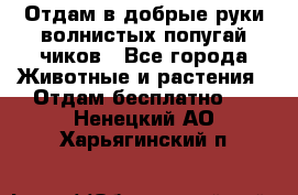 Отдам в добрые руки волнистых попугай.чиков - Все города Животные и растения » Отдам бесплатно   . Ненецкий АО,Харьягинский п.